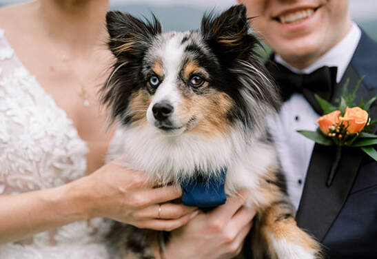 wedding day, couples portrait, bride and groom, outdoor venue, dog